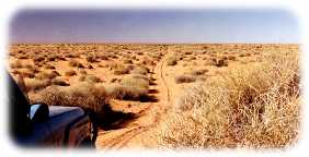 Simpson desert track